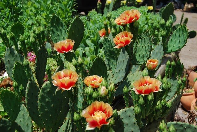  photo cact2_zps295e7238.jpg